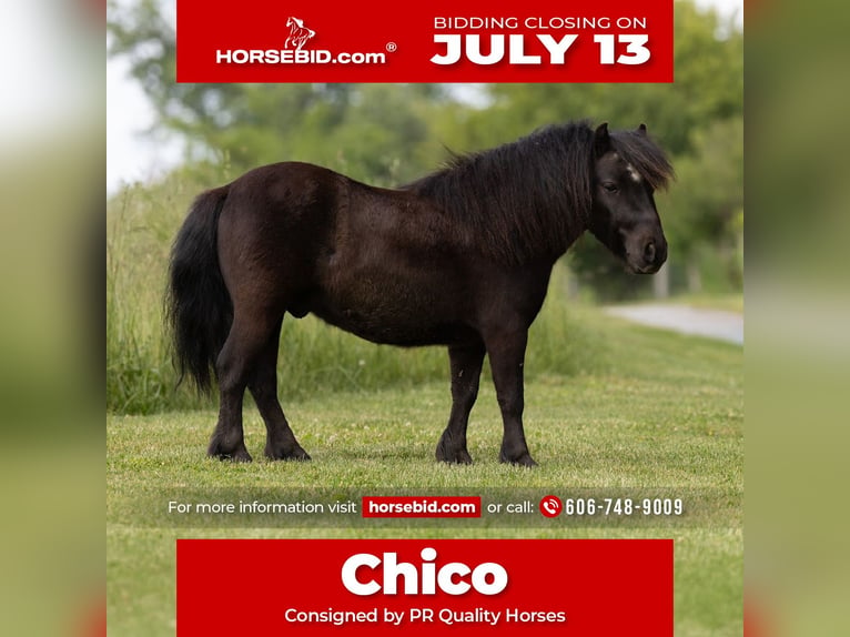 More ponies/small horses Gelding 5 years 9 hh Black in Ewing