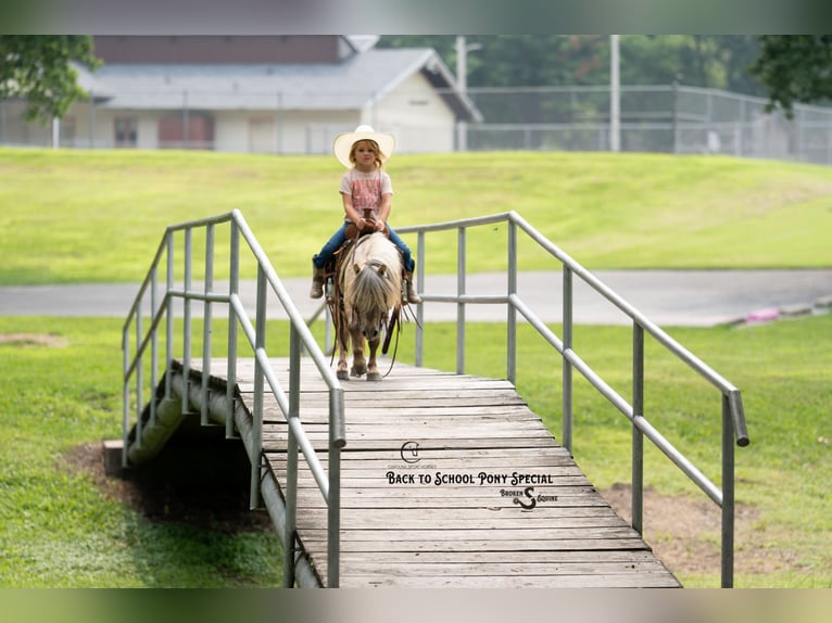 More ponies/small horses Gelding 5 years 9 hh in Clover