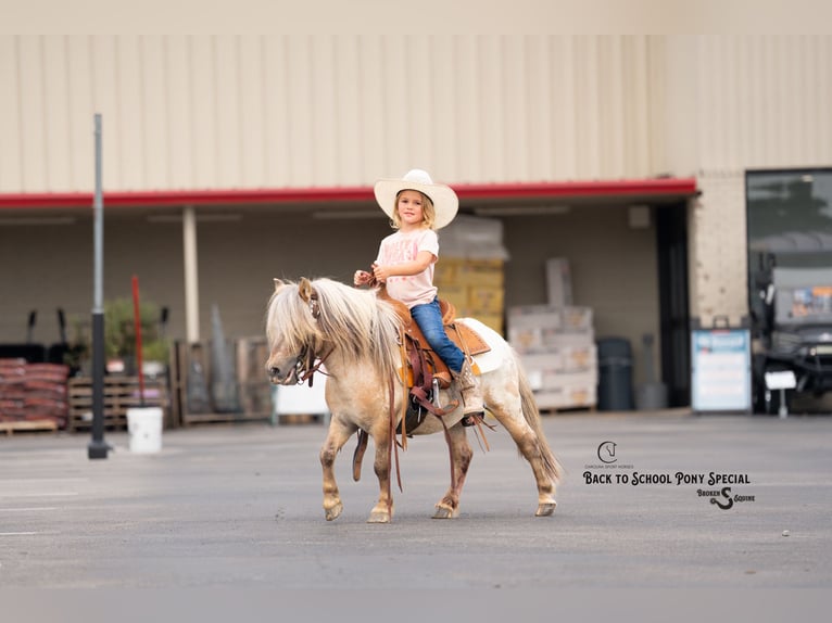 More ponies/small horses Gelding 5 years 9 hh in Clover