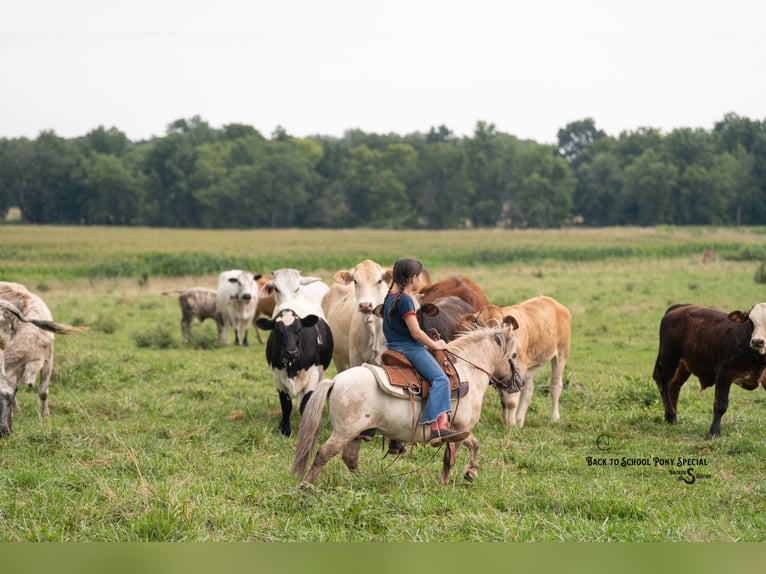 More ponies/small horses Gelding 5 years 9 hh in Clover
