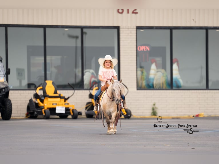 More ponies/small horses Gelding 5 years 9 hh in Clover