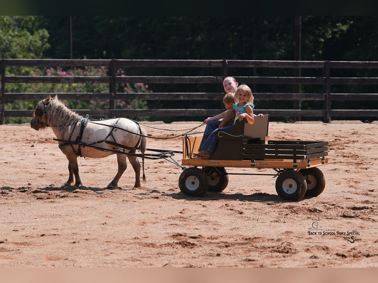 More ponies/small horses Gelding 5 years 9 hh in Clover