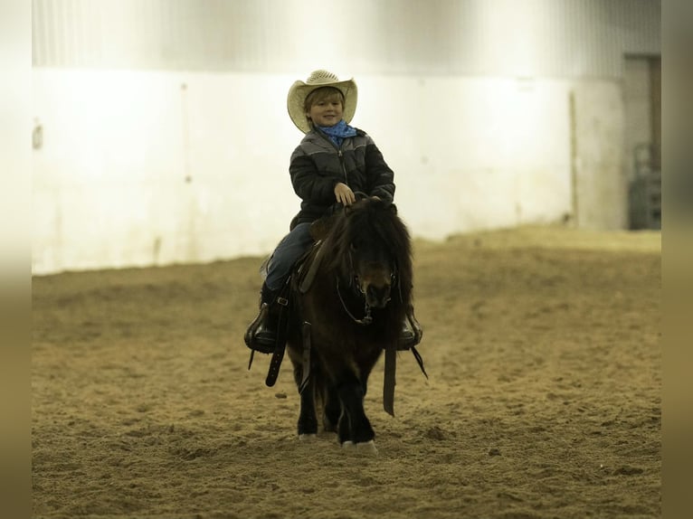 More ponies/small horses Gelding 5 years 9,1 hh Bay in Nevis