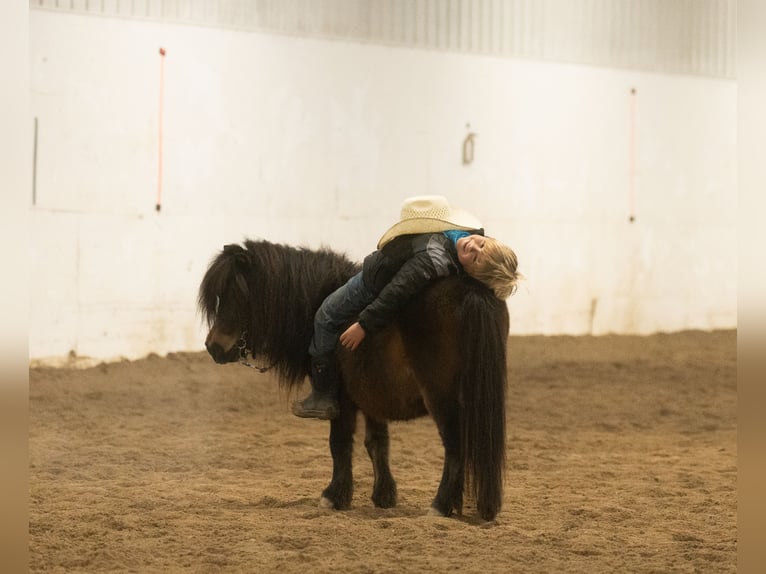 More ponies/small horses Gelding 5 years 9,1 hh Bay in Nevis