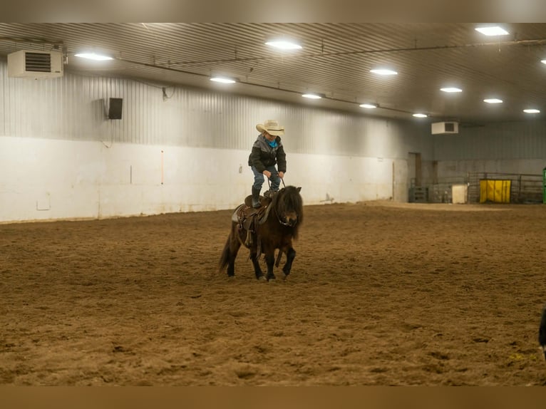 More ponies/small horses Gelding 5 years 9,1 hh Bay in Nevis