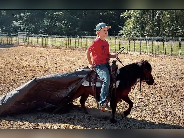 More ponies/small horses Gelding 5 years 9,1 hh Bay in Bloomburg