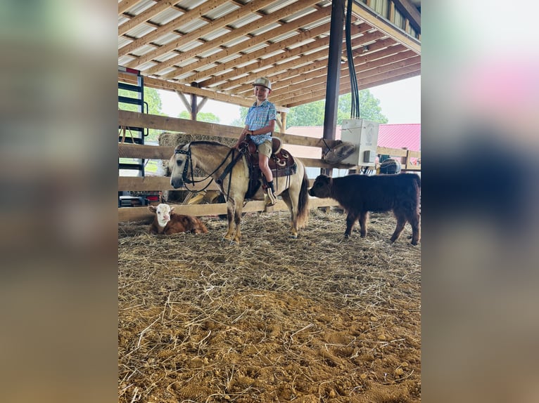 More ponies/small horses Gelding 5 years 9,1 hh Buckskin in Columbia, KY