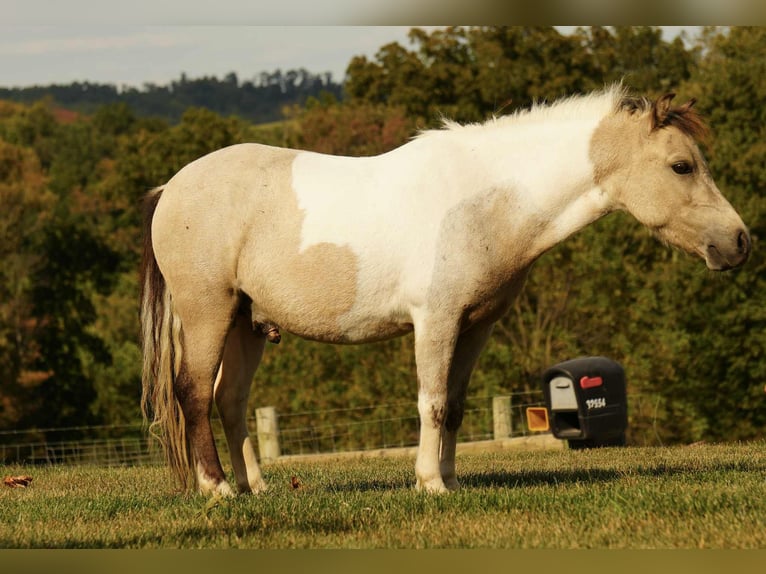 More ponies/small horses Gelding 5 years 9,1 hh Buckskin in Fresno