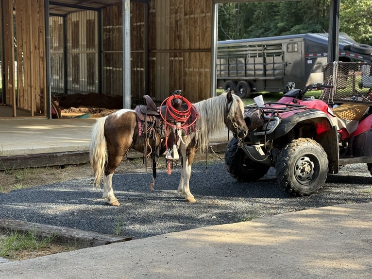 More ponies/small horses Gelding 5 years 9,1 hh Pinto in Bloomburg