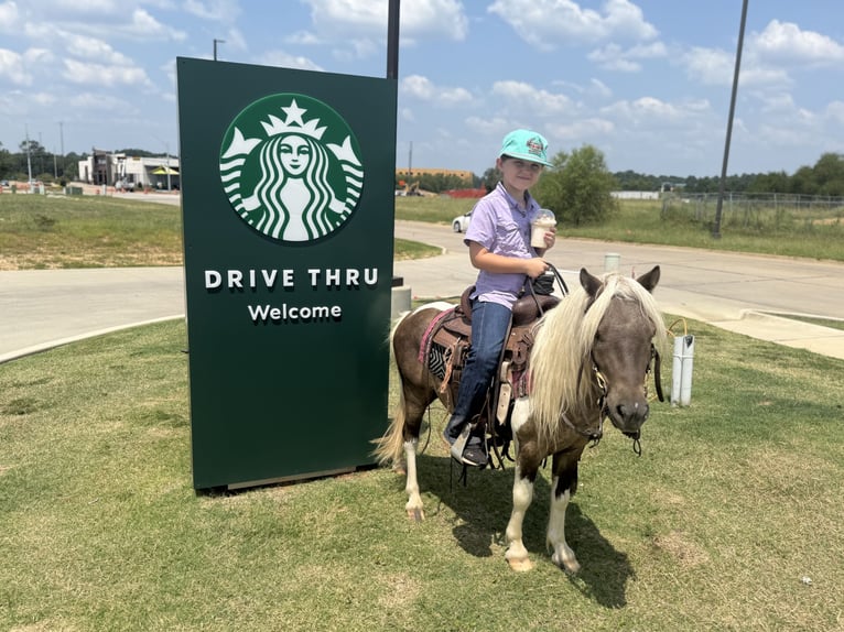 More ponies/small horses Gelding 5 years 9,1 hh Pinto in Bloomburg
