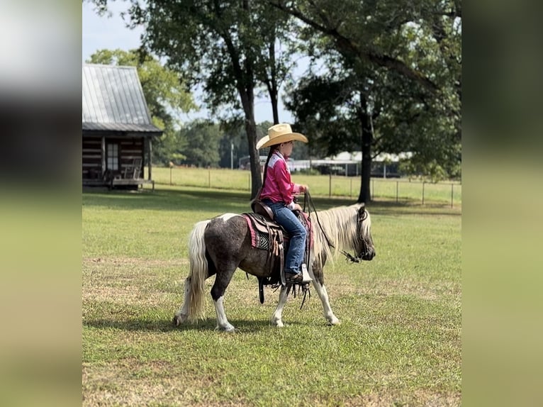 More ponies/small horses Gelding 5 years 9,1 hh Pinto in Bloomburg