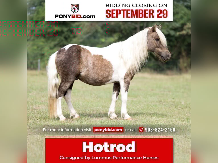 More ponies/small horses Gelding 5 years 9,1 hh Pinto in Bloomburg