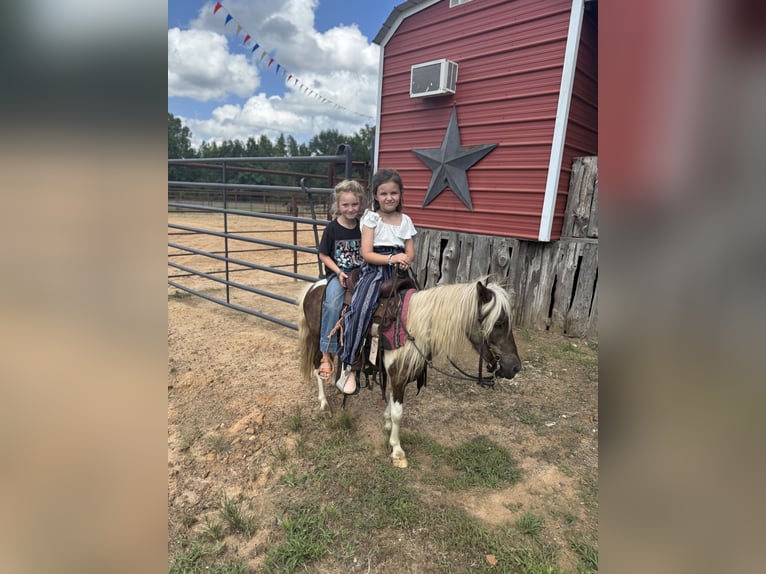 More ponies/small horses Gelding 5 years 9,1 hh Pinto in Bloomburg