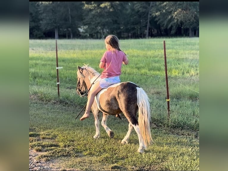 More ponies/small horses Gelding 5 years 9,1 hh Pinto in Bloomburg