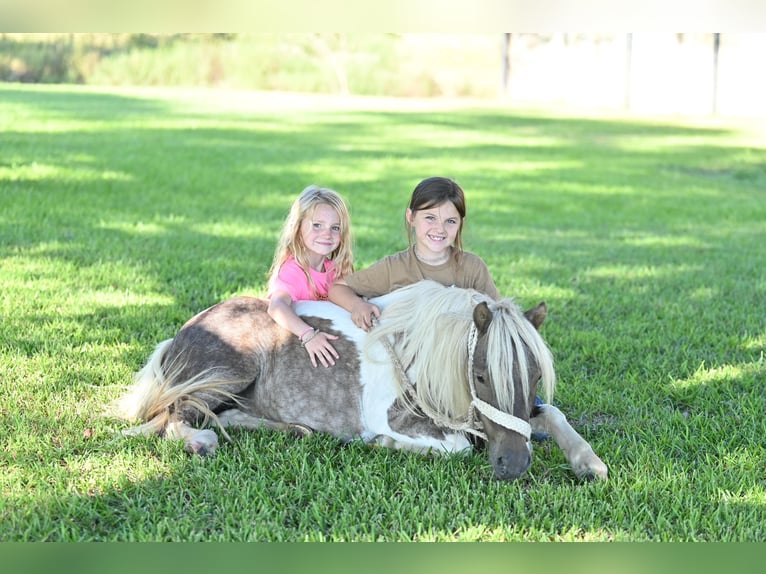 More ponies/small horses Gelding 5 years 9,1 hh Pinto in Bloomburg