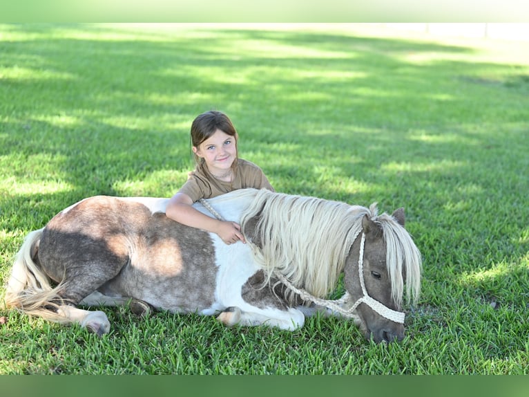 More ponies/small horses Gelding 5 years 9,1 hh Pinto in Bloomburg