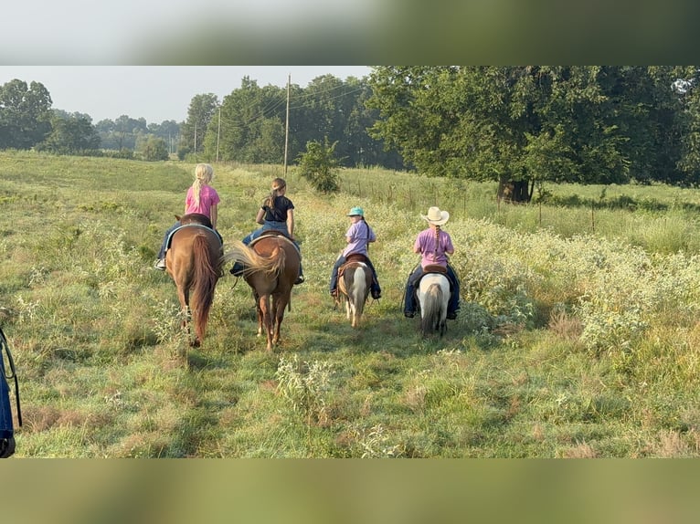 More ponies/small horses Gelding 5 years 9,1 hh Pinto in Bloomburg