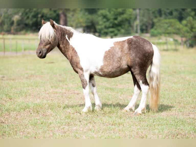 More ponies/small horses Gelding 5 years 9,1 hh Pinto in Bloomburg