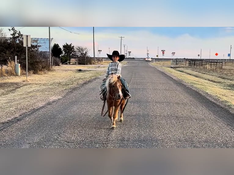 More ponies/small horses Gelding 5 years 9,1 hh Sorrel in Canyon