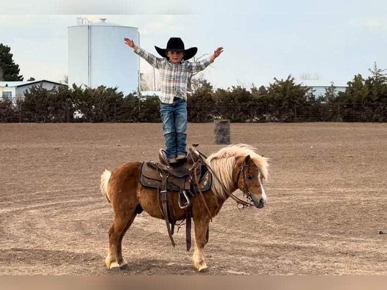 More ponies/small horses Gelding 5 years 9,1 hh Sorrel in Canyon