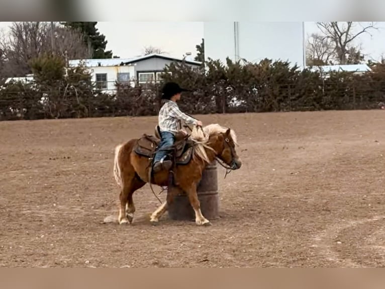 More ponies/small horses Gelding 5 years 9,1 hh Sorrel in Canyon