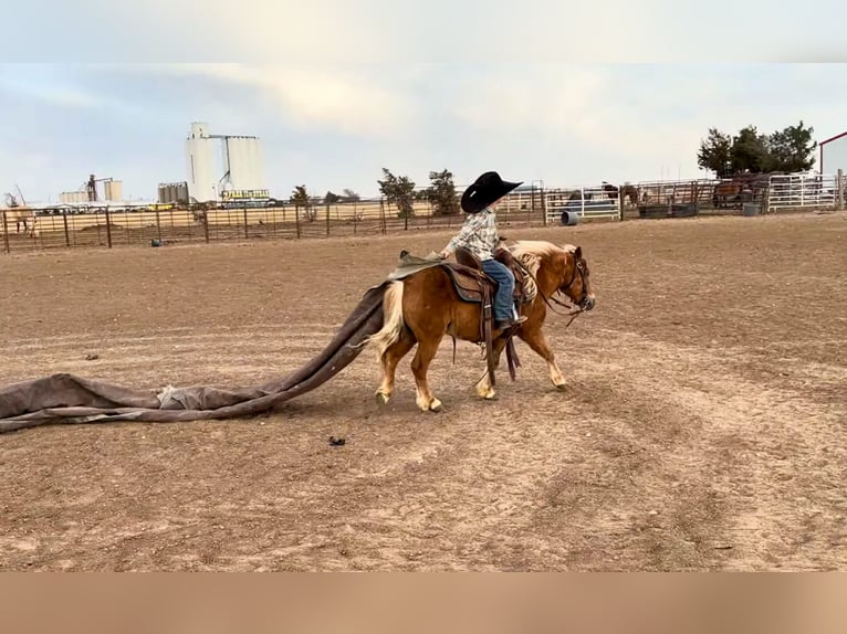 More ponies/small horses Gelding 5 years 9,1 hh Sorrel in Canyon