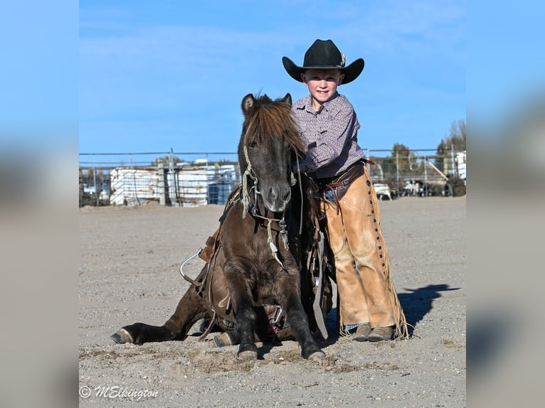 More ponies/small horses Gelding 5 years 9,2 hh Brown in Rigby