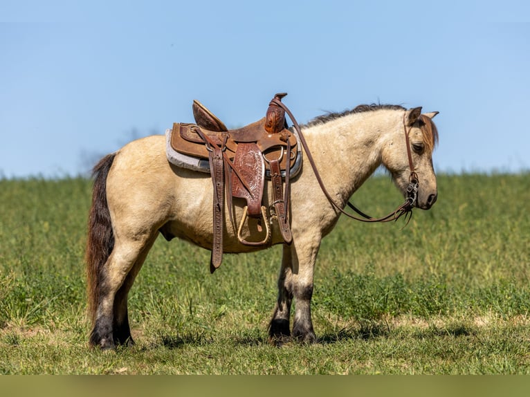 More ponies/small horses Gelding 5 years 9,2 hh Buckskin in Ewing