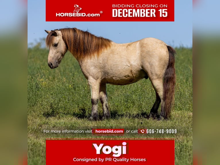 More ponies/small horses Gelding 5 years 9,2 hh Buckskin in Ewing