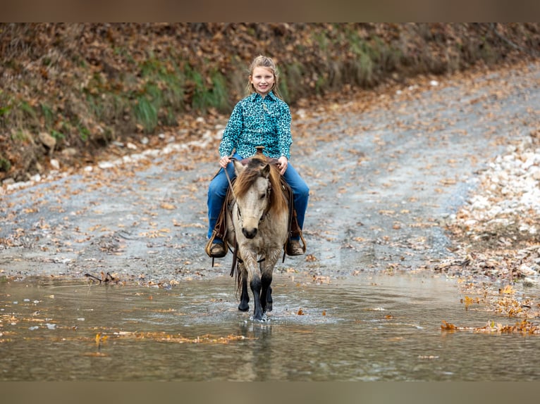 More ponies/small horses Gelding 5 years 9,2 hh Buckskin in Ewing
