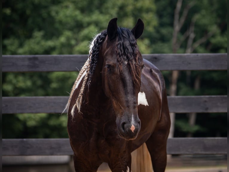 More ponies/small horses Gelding 5 years Pinto in Clover