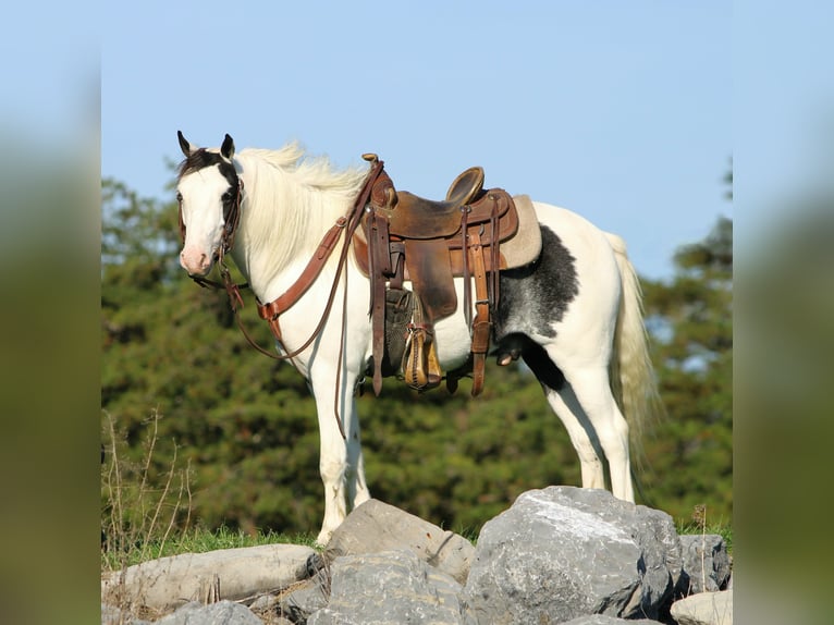 More ponies/small horses Gelding 5 years Pinto in Rebersburg