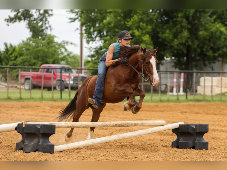 More ponies/small horses Gelding 5 years Sorrel in Joshua