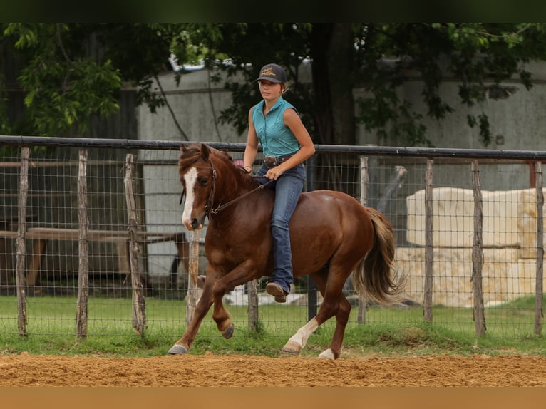 More ponies/small horses Gelding 5 years Sorrel in Joshua