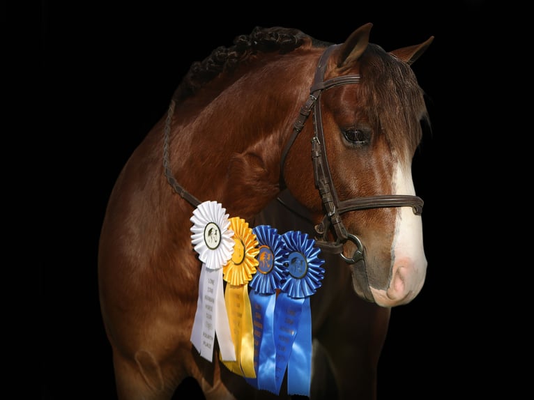 More ponies/small horses Gelding 5 years Sorrel in Joshua
