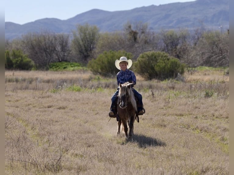 More ponies/small horses Gelding 6 years 10.1 hh  in Aguila