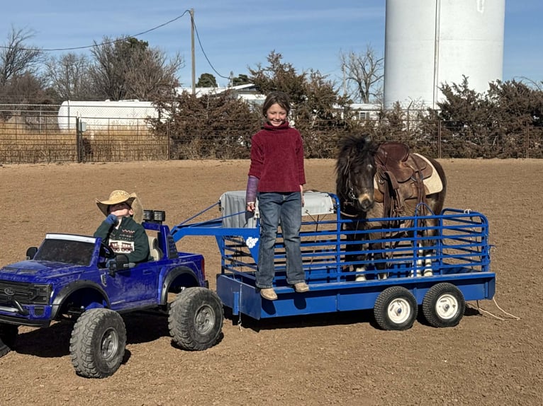 More ponies/small horses Gelding 6 years 10.2 hh  in Canyon, TX