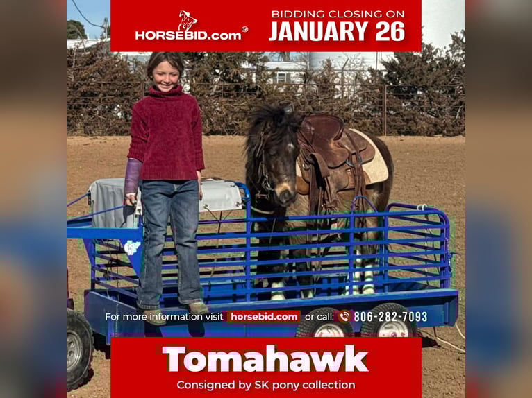 More ponies/small horses Gelding 6 years 10.2 hh  in Canyon, TX