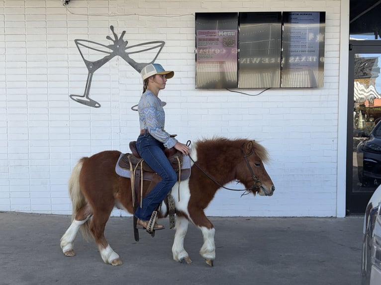 More ponies/small horses Gelding 6 years 10 hh Pinto in Cleburne