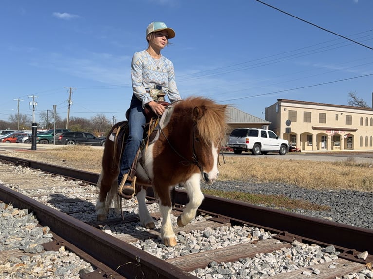 More ponies/small horses Gelding 6 years 10 hh Pinto in Cleburne