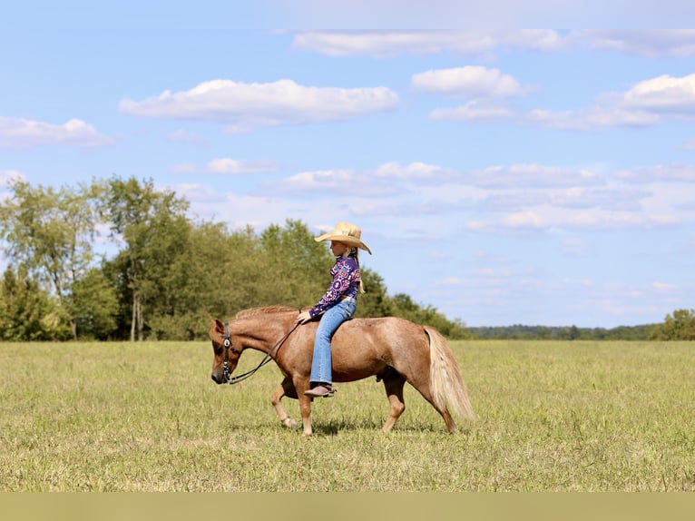 More ponies/small horses Gelding 6 years 10 hh Roan-Red in Mount Vernon