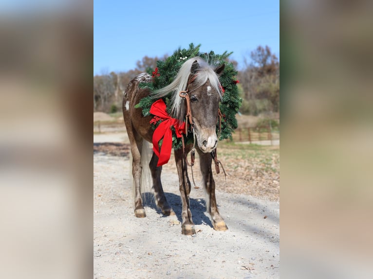 More ponies/small horses Gelding 6 years 10,1 hh Palomino in Sedalia