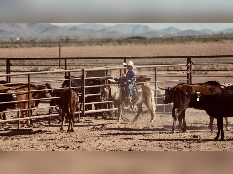 More ponies/small horses Gelding 6 years 10,1 hh in Aguila