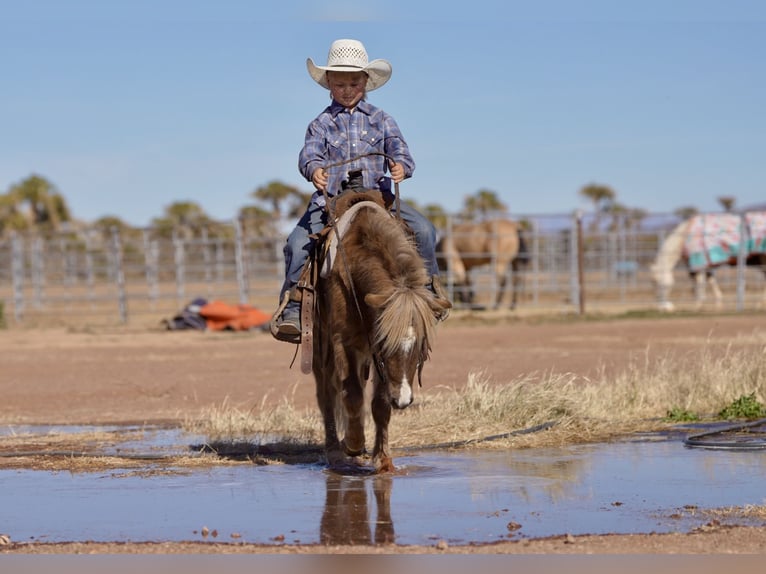 More ponies/small horses Gelding 6 years 10,1 hh in Aguila