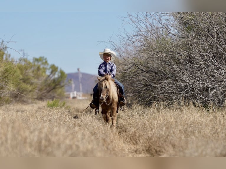 More ponies/small horses Gelding 6 years 10,1 hh in Aguila