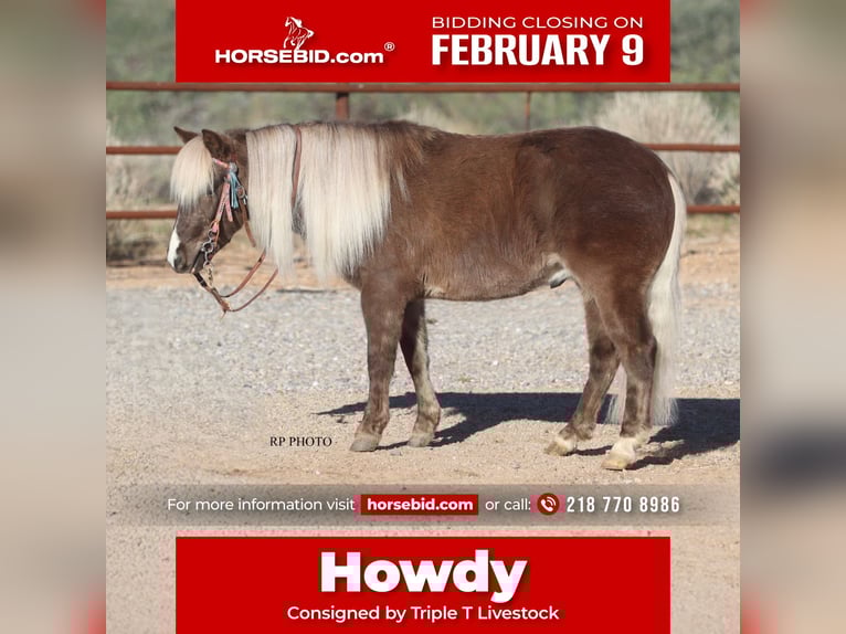 More ponies/small horses Gelding 6 years 10,1 hh in Aguila