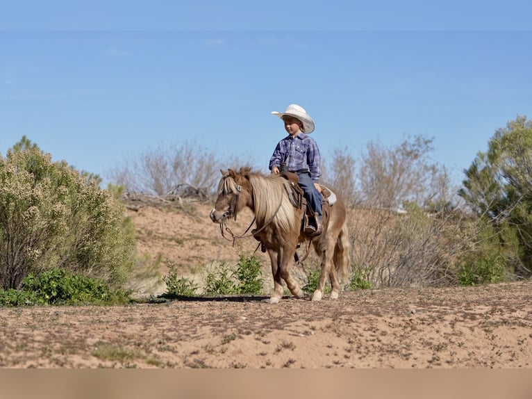 More ponies/small horses Gelding 6 years 10,1 hh in Aguila