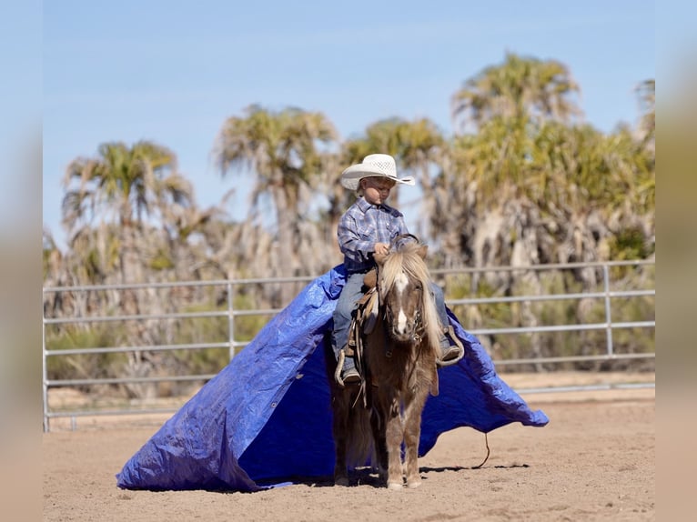 More ponies/small horses Gelding 6 years 10,1 hh in Aguila