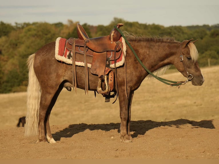 More ponies/small horses Gelding 6 years 10,1 hh in Fresno