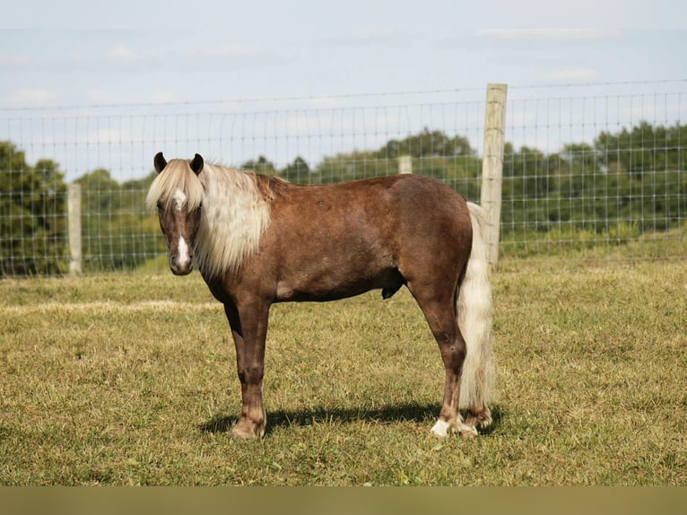 More ponies/small horses Gelding 6 years 10,1 hh in Fresno